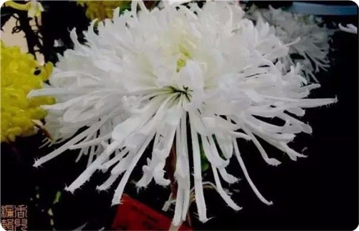 菊花100幅欣赏,菊花的十大绝美诗句