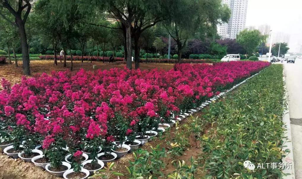 天鹅绒紫薇花烂漫,花争艳