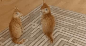 猫咪为什么老是揍主人,猫咪为什么揍年轻人