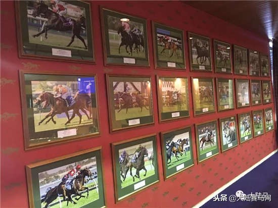 “感受到主人的感觉！”莱德马业中国马主团畅谈新西兰拍卖会