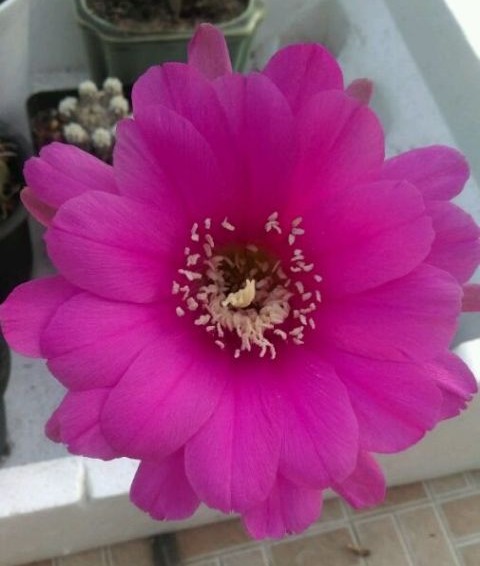 十个仙人球,最新30个仙人球品种