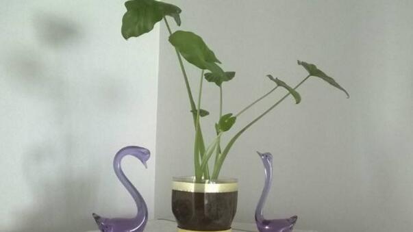 滴水观音开花啥兆头,滴水观音开花吗有什么用途和价值