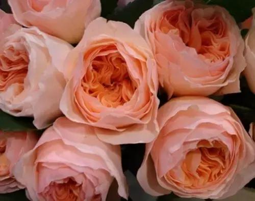 最漂亮10种微型月季,新手必入这8种月季漂亮好养