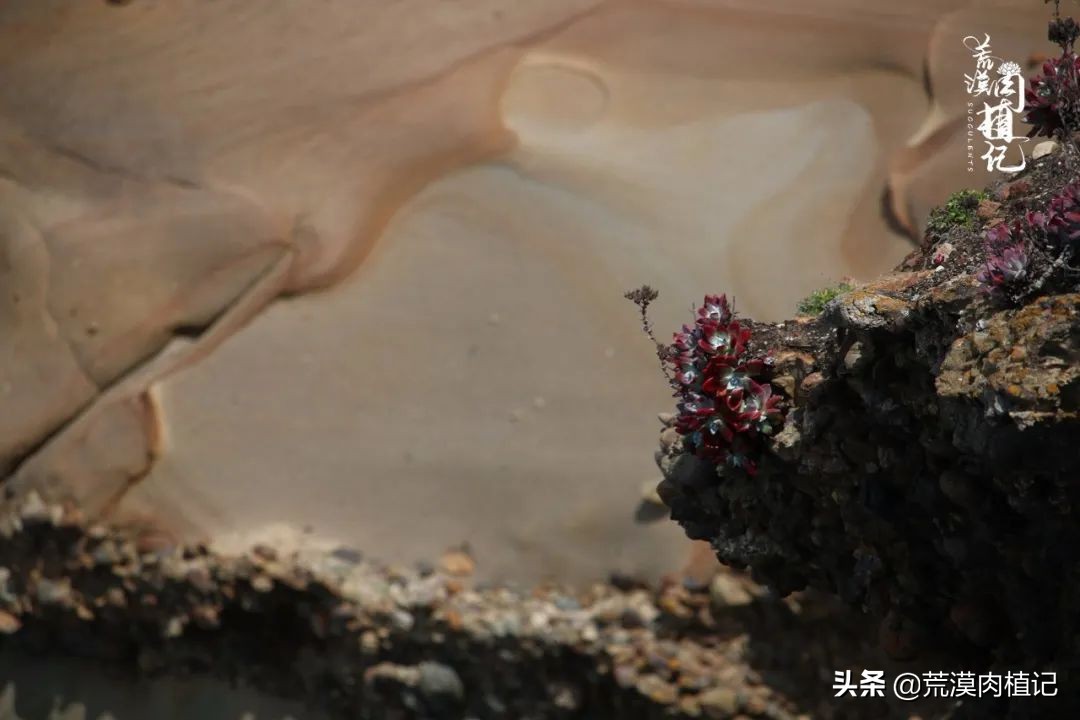 美国加州海岸仙女杯,美国仙女杯