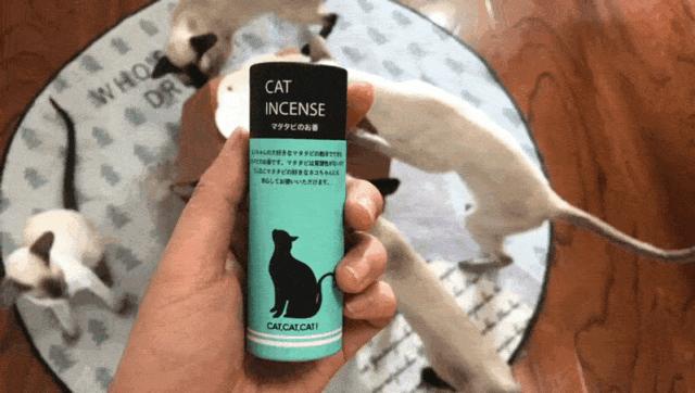 我们败了两款新型“猫*品毒**”孝敬主子，你猜哪种比较受猫欢迎？