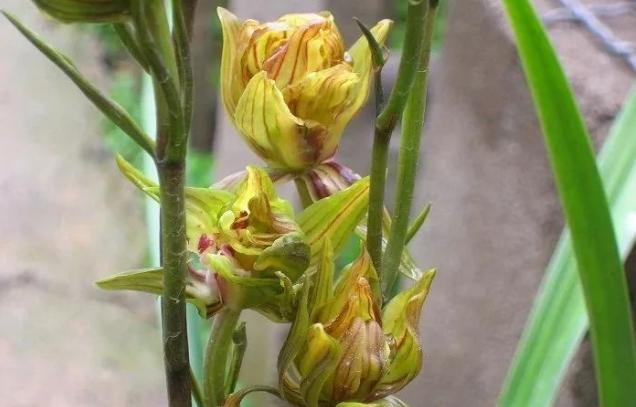 最好养的兰花四季兰,最好养的兰花四季兰品种