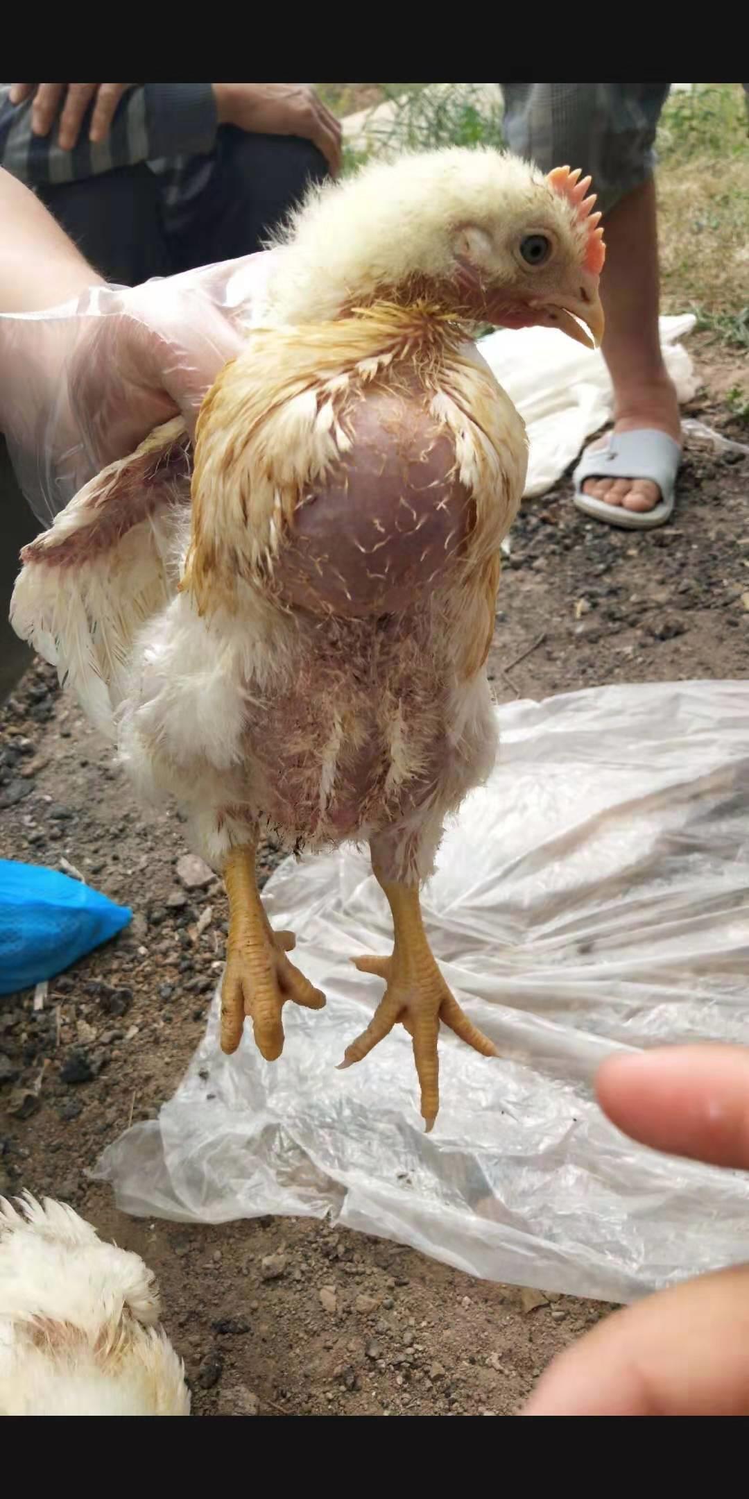 鸡病快速判断处理方法大全图解,鸡群粪便的不同预示着病情也不同