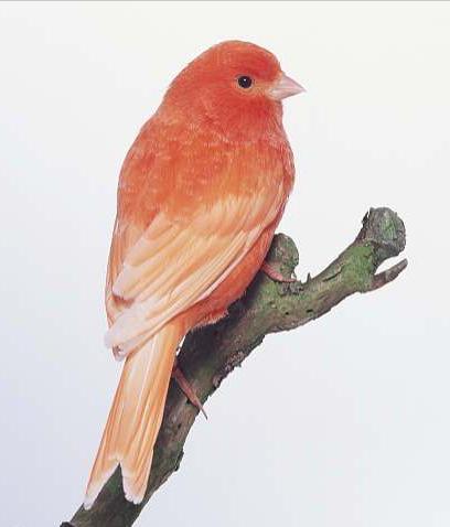 东江揽胜,惠州淡水常见鸟类图谱