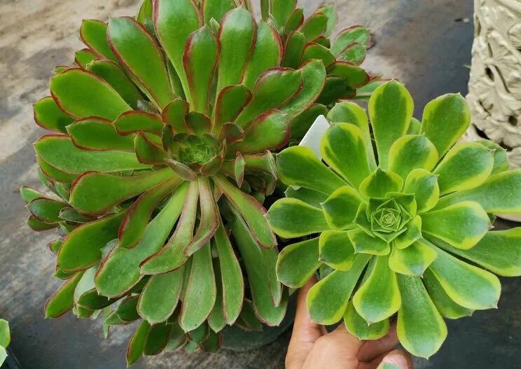 多肉法师韶羞现在能摘心吗,韶羞法师和荷兰玫瑰法师的区别