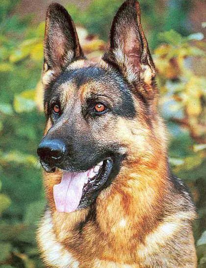 45种名犬大全,72种名犬图片附介绍