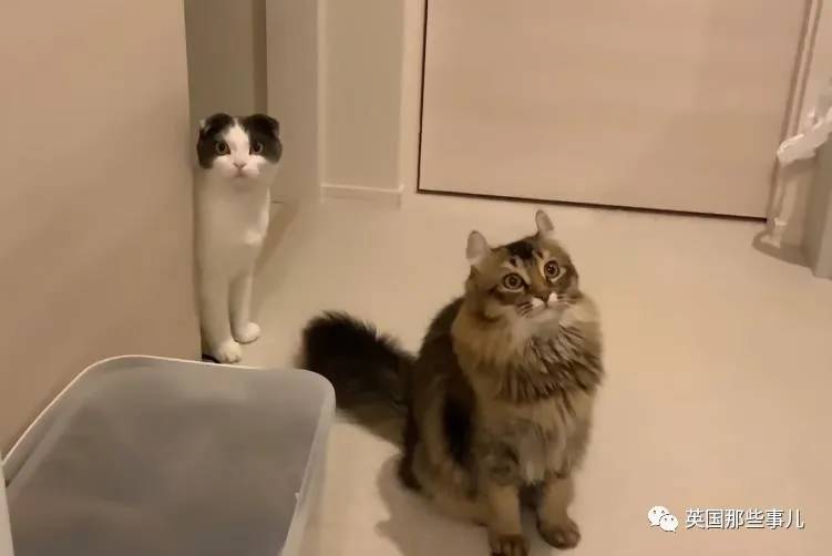 猫咪表情包喵星人,一组有故事的喵星人表情包