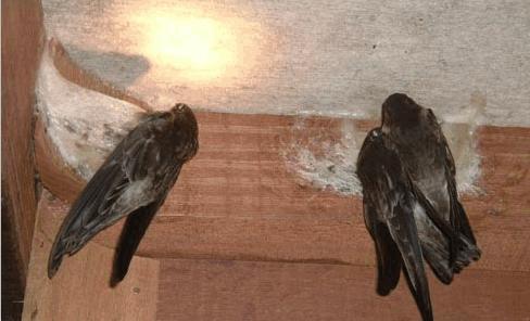 疏盏燕窝知识及鉴别,品牌干燕窝知识