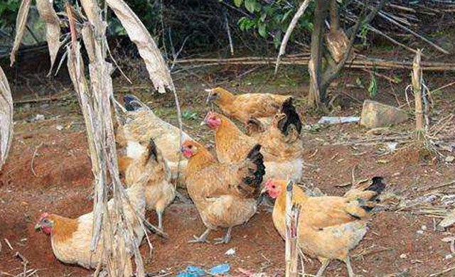 鸡拉白屎怎么治用什么药,鸡拉白屎还气喘吃什么药好