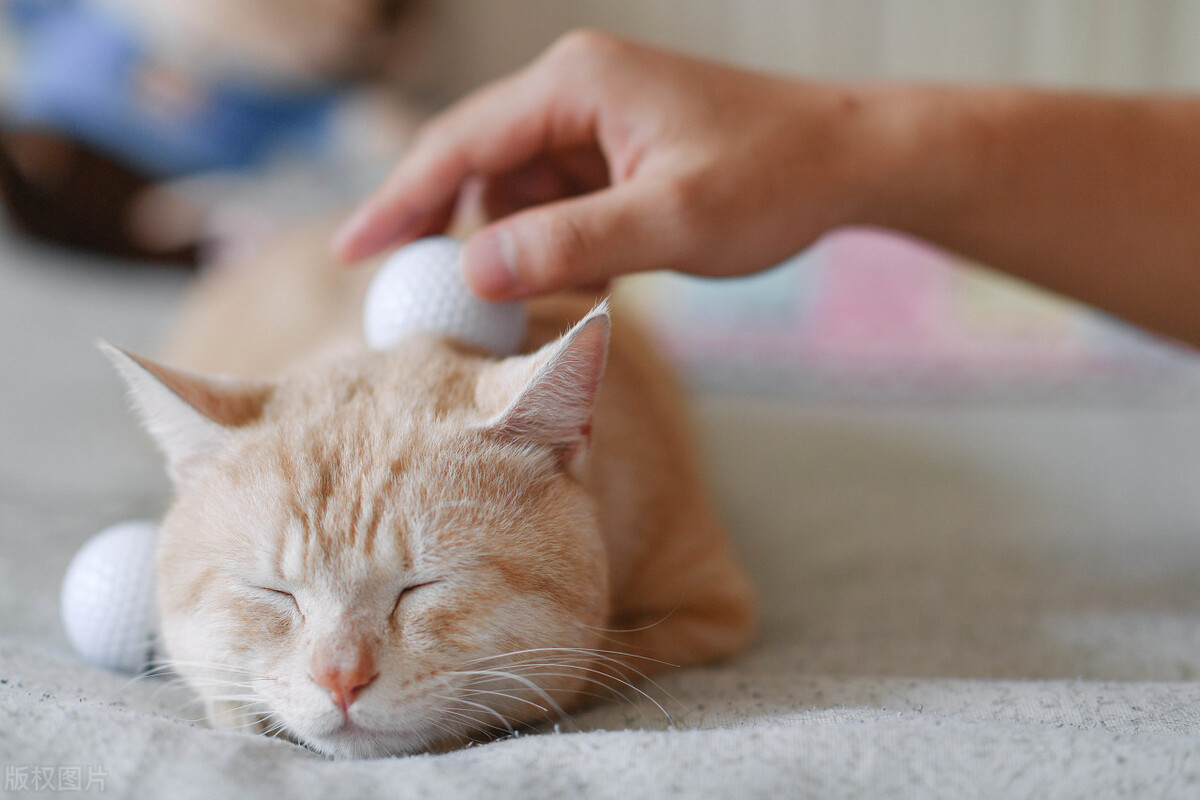 家里有人养猫嫌脏怎么办,家里养猫异味怎么去除