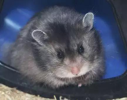 仓鼠的种类习性详细介绍,仓鼠有哪些亚种种类