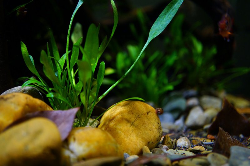 南美水族论坛推荐,南美水草造景论坛