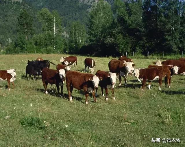 养牛不懂品种是不行的!牛品种大全!转了!