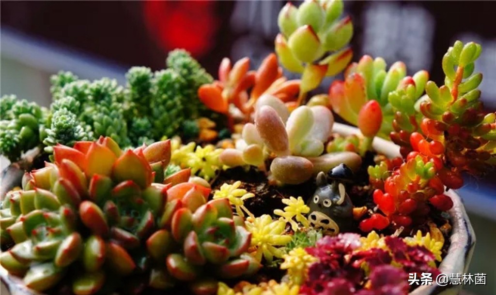 不同的多肉配不同的土，多肉配土秘籍大全