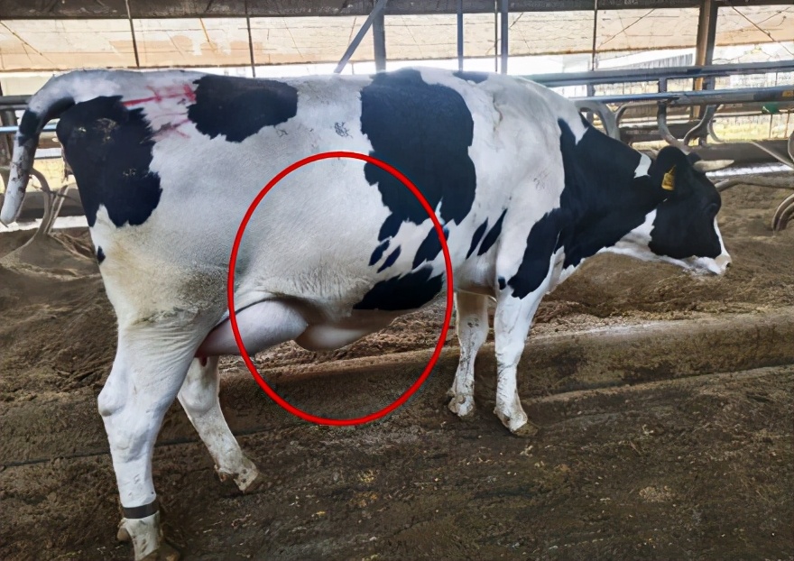 苏衍菁：牧场牛群应激防控管理与实践