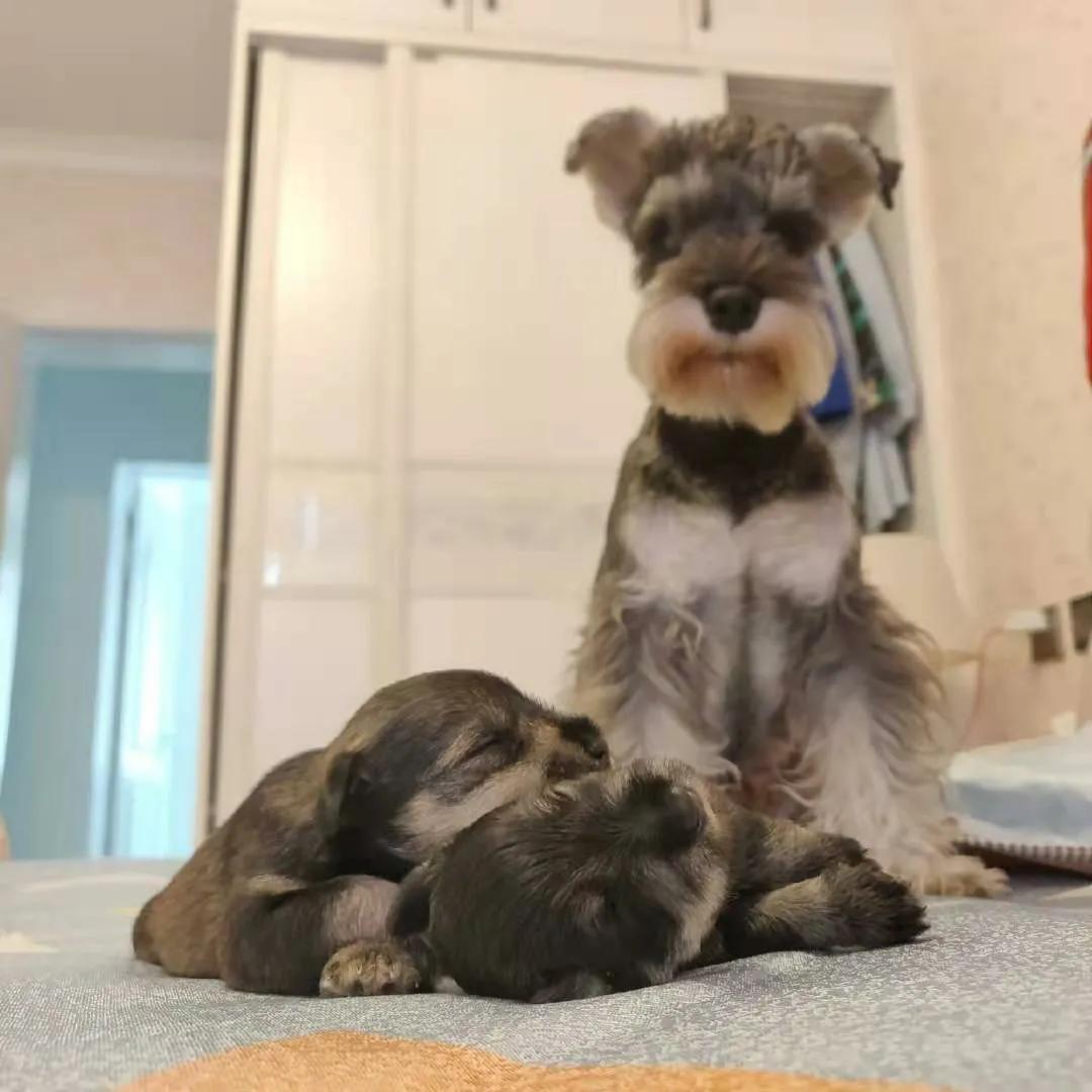 小狗是随时都可以怀孕吗,有狗狗后怀孕了注意什么