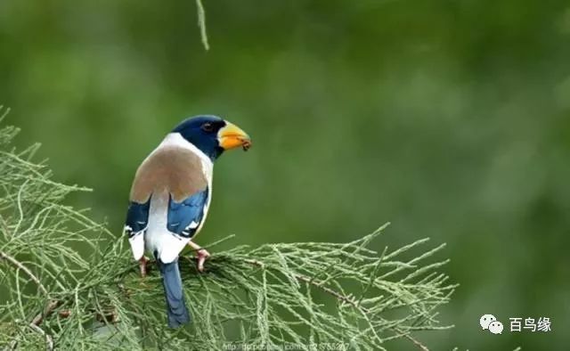 “妈妈，我要养蜡嘴雀”，“行，养两只”，“谢谢妈妈！”