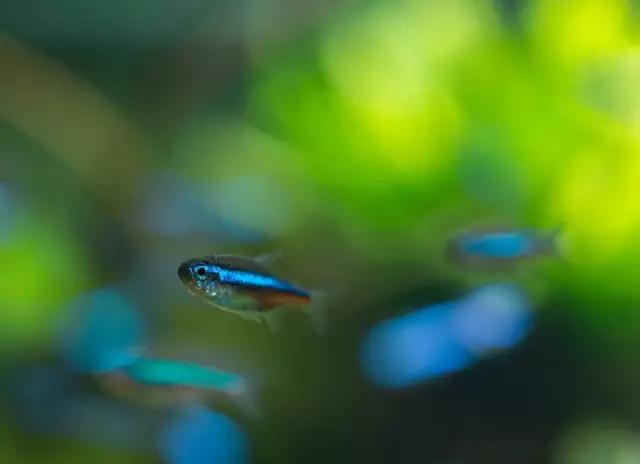 本色水景水草造景培训,本色水景水草培训