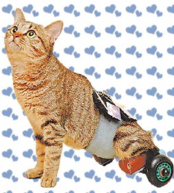 给残疾猫装轮椅,照顾残疾猫咪