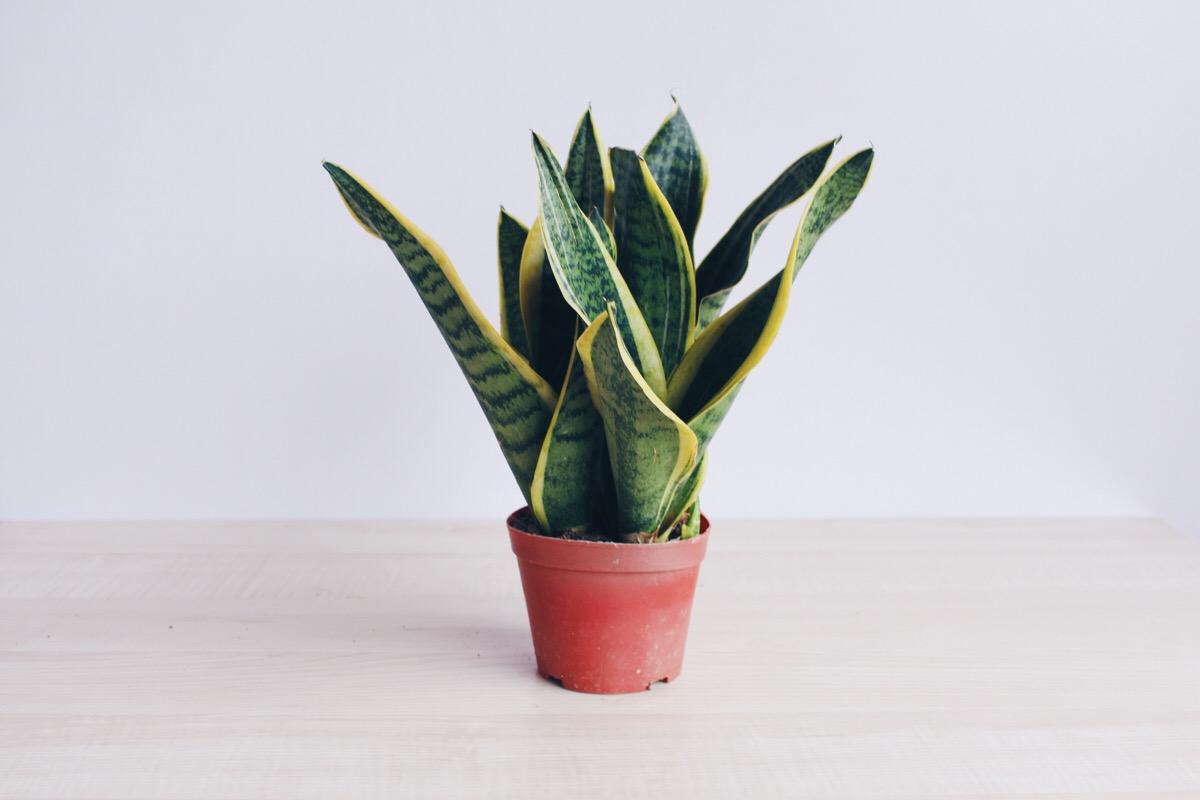 装修后怎么快速除甲醛放什么花草,新房装修完什么绿植甲醛效果好