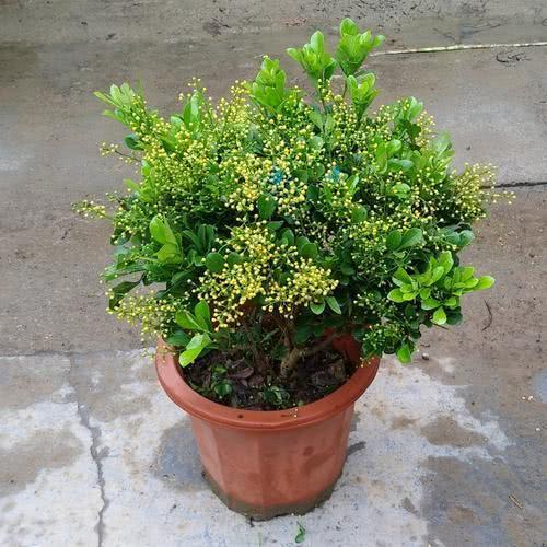 米兰适合室内养的花卉,让米兰花花香浓郁的方法