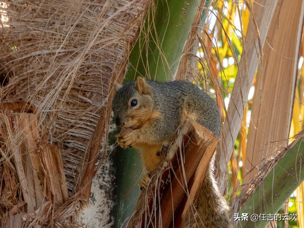 尼康p1000除了长焦还有别的优势吗,尼康p1000有什么弊端