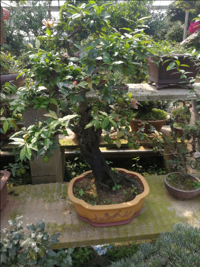 金弹子开花是母桩还是公桩,金弹子原生母桩开的花是什么样子