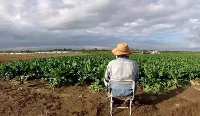 敬畏自然、超前思维、死磕单品，变态的日本农业留给我们的思考！