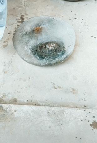 乌龟冻硬了还能活吗,乌龟不小心被冻僵