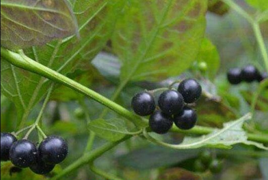 儿时的水果龙葵,龙葵儿时的回忆