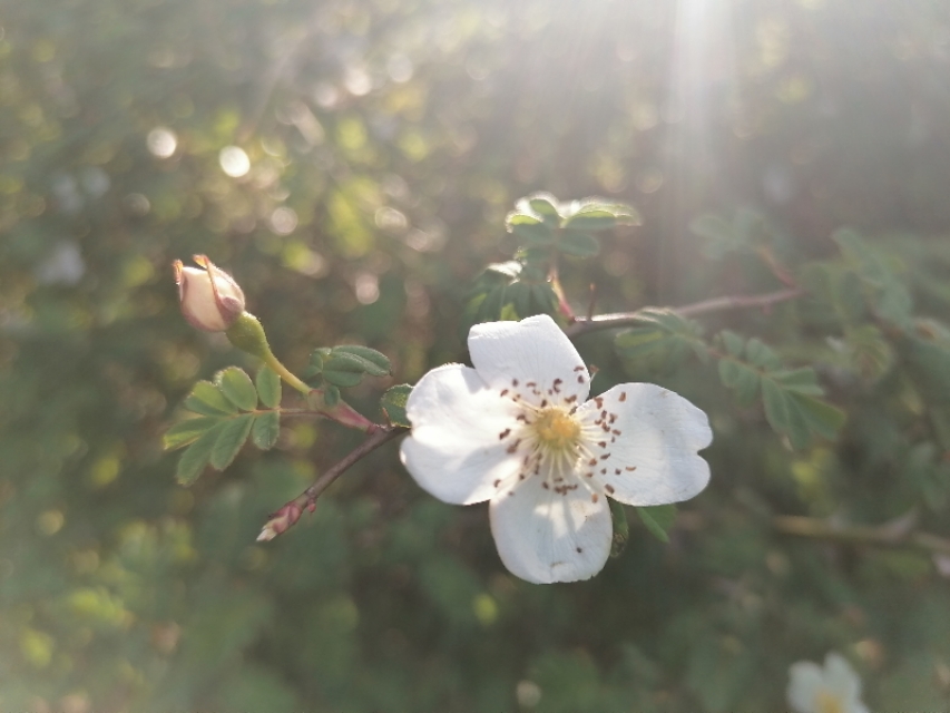 中国诗歌周刊第101期,中国诗歌周刊194期