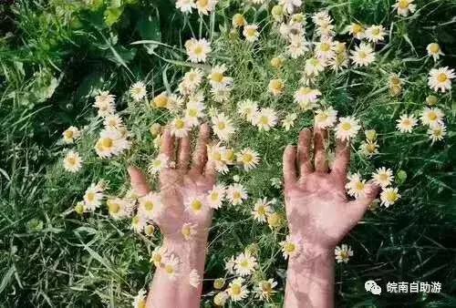 新安江山水画廊景区打卡景点,新安江山水画廊景区九砂晒秋节