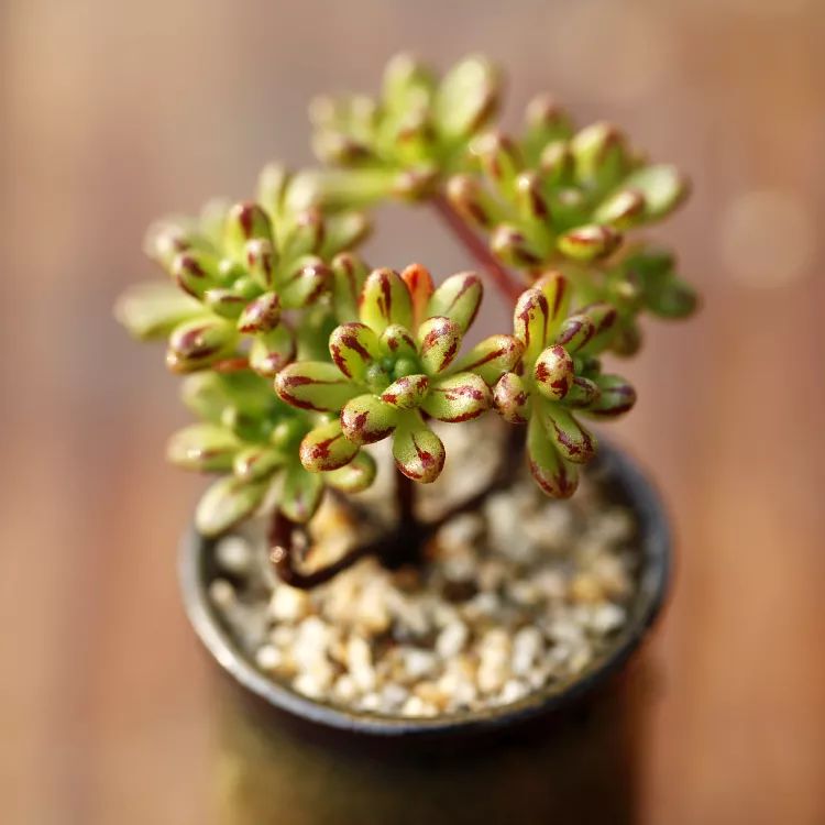 又萌又美丽好养的多肉,哪些多肉是小可爱种的