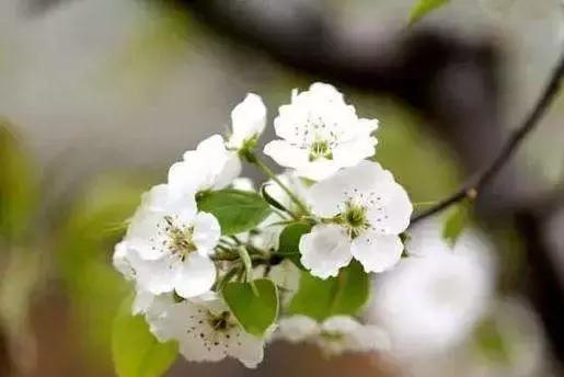 京郊最美的十大花海,京郊这些浪漫花海惊艳初秋的北京