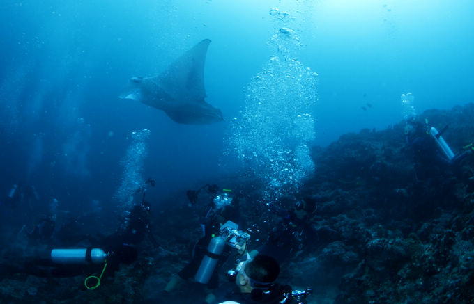 巨鲸轰炸机,鳐鱼战斗机