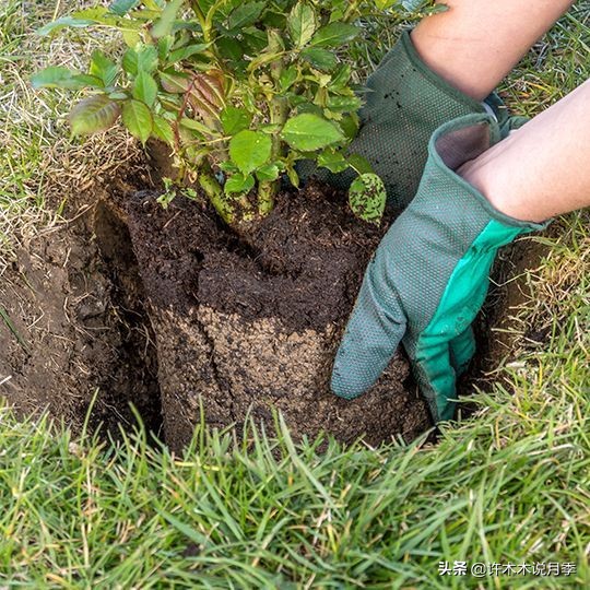 月季花苗怎么种不活,月季盆栽的种植方法和注意事项