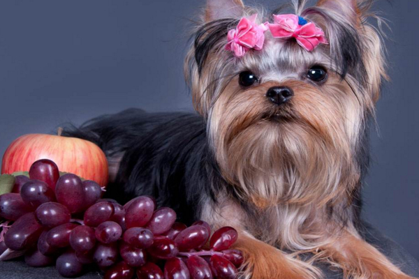 葡萄对狗狗有什么伤害,狗狗千万不要吃葡萄