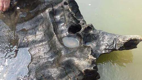 乌木的真实身份,乌木千年神木介绍