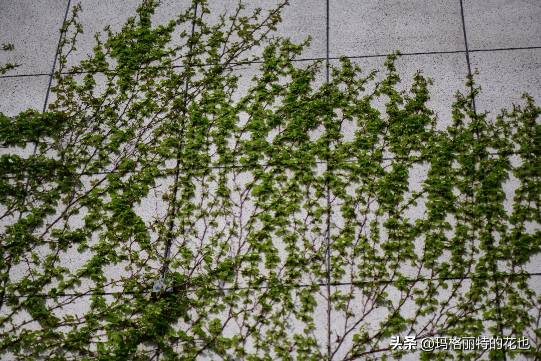 河马花园植物大全,荷马花园的月季