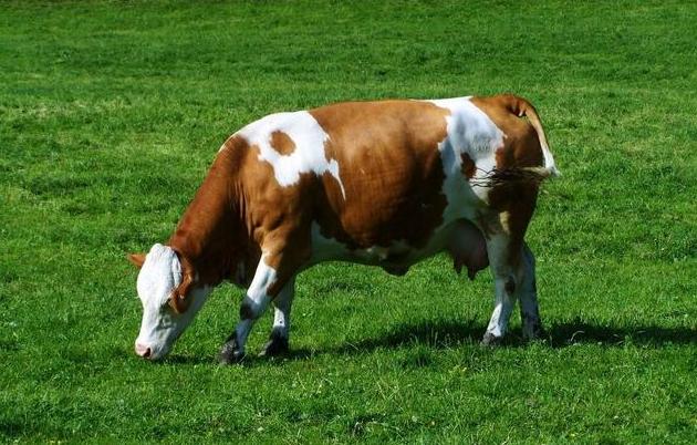 牛身上开孔什么原因,牛背上开洞牛不感染吗