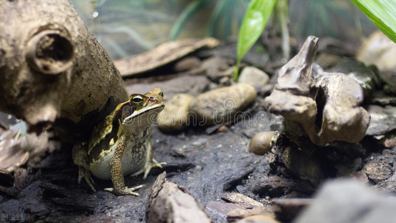 少女被蛇感染,少女被寄生虫感染变异