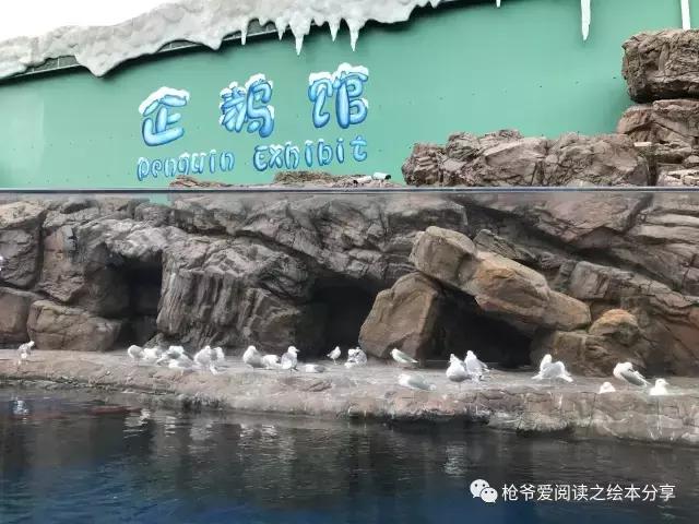 暑假珠海长隆两日一夜亲子游,珠海长隆海洋王国亲子游北极熊