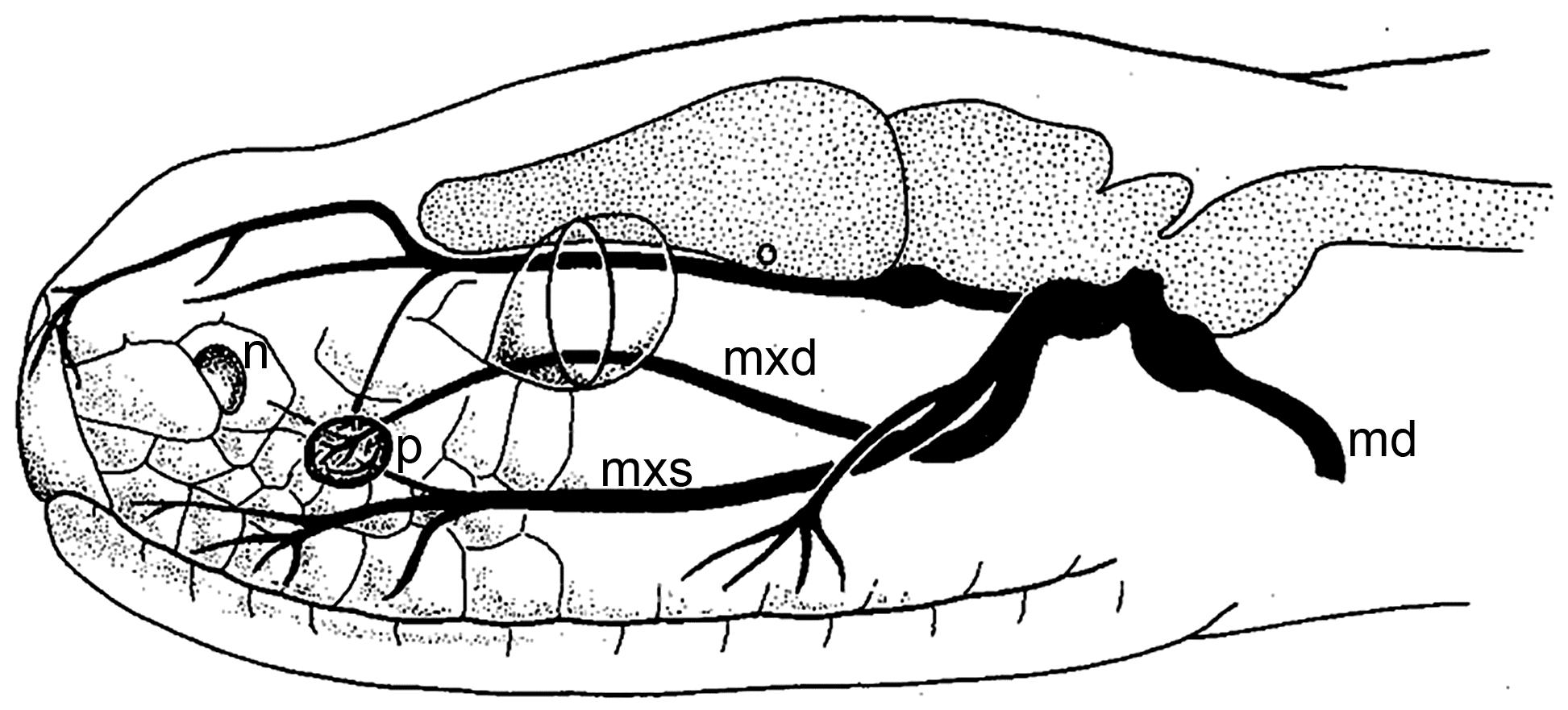 被蛇咬住应该捏住什么地方,被蛇咬了怎么能让它松口