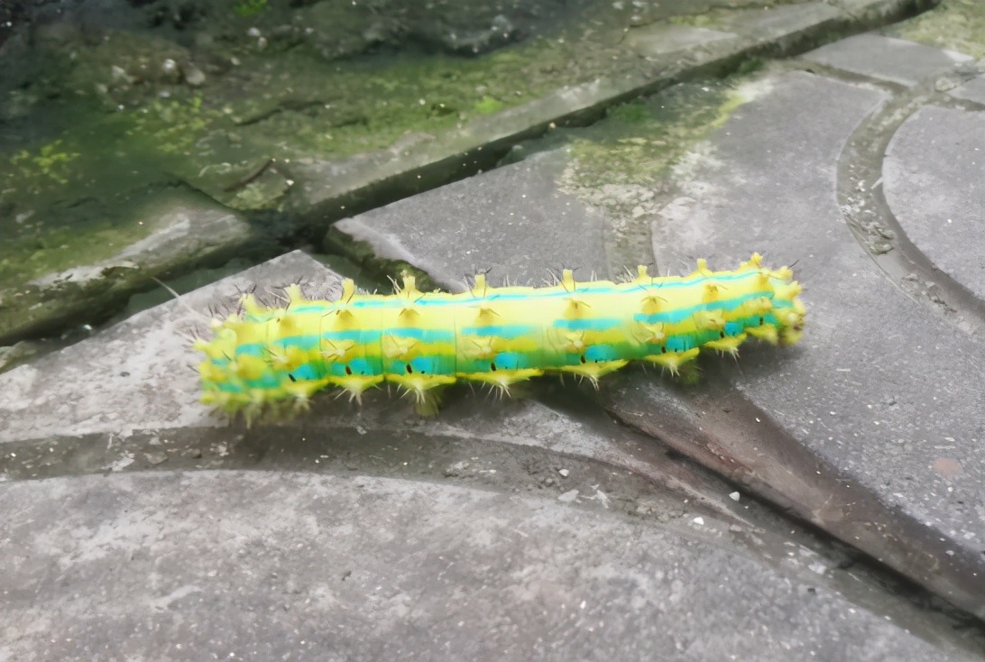 香樟树上掉下来的小虫子,看到这些虫子你敢吃吗