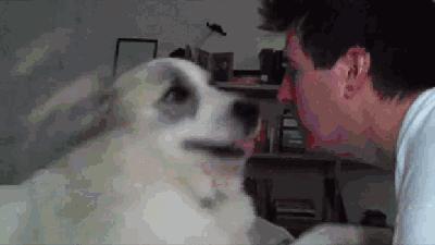 为什么狗狗这么喜欢舔舐各种东西,狗狗舔舐主人是什么表现