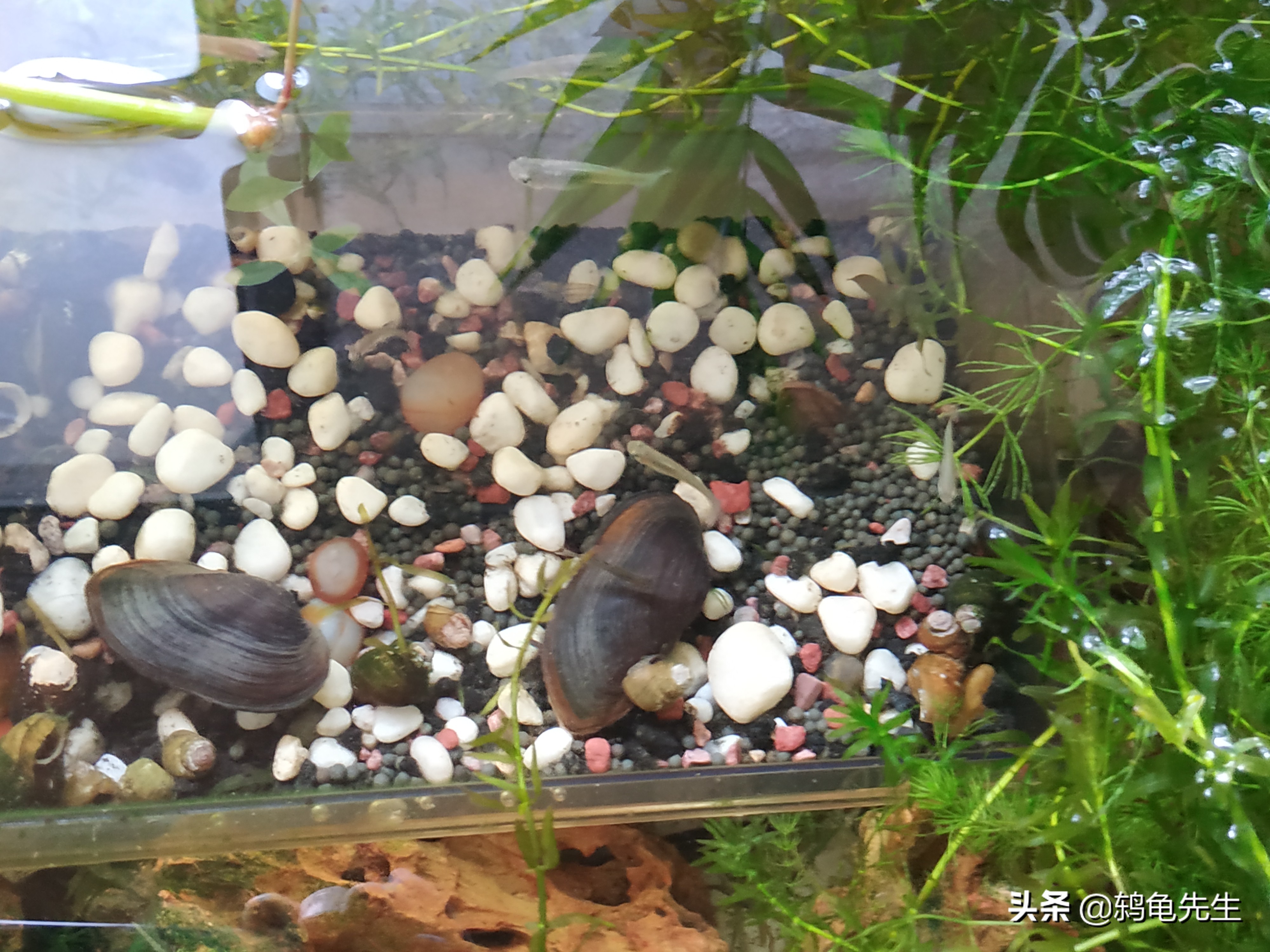 鱼缸养河蚌可以净化水质吗,鱼缸水质干净会不会把蚬子饿死